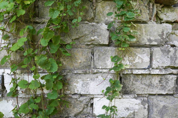 istock Old grey brick wall and wild grapes hanging down on it 1335017508
