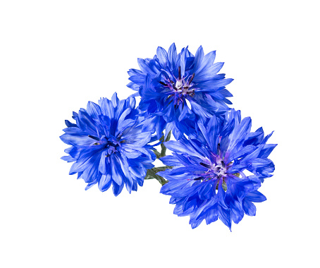 Blue cornflower cut out, isolated on a white background, photographed in natural light, selective depth of field\