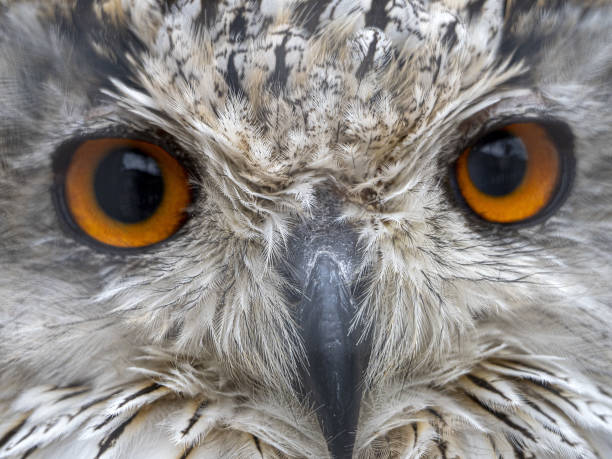 istock Siberian eagle owl bubo sibiricus close up eyes portrait 1335018464