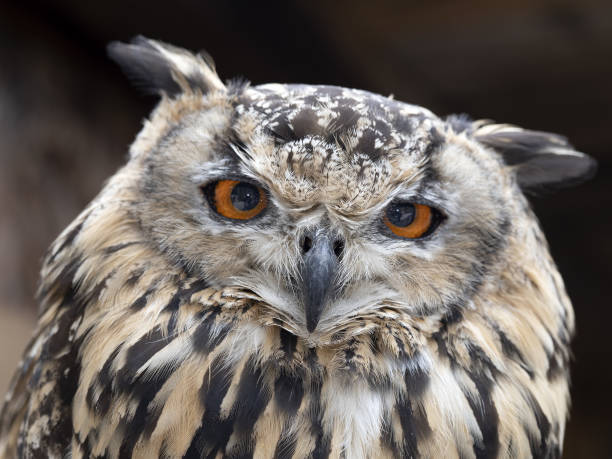 istock indian eagle owl close up portrait 1335018557