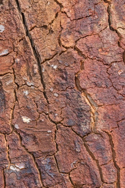 istock Relief spruce bark texture. Close-up image of tree bark texture. Natural background. 1335018653