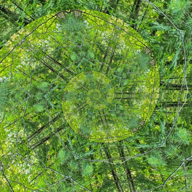 Trees