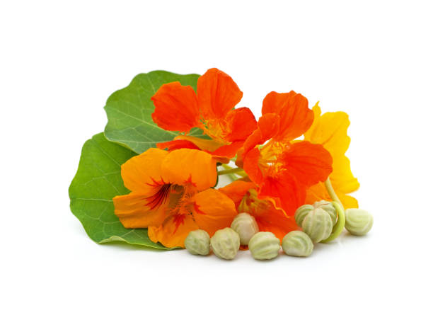 istock Nasturtium flowers with seeds. 1335020430