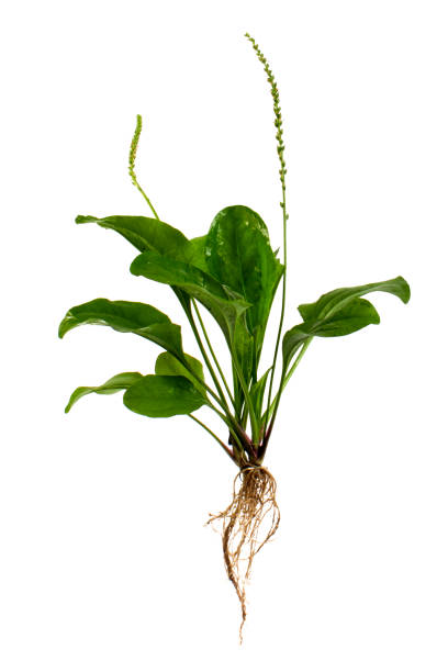 istock Greater Plantain (Plantago major or Soldier s Herb) on a white background 1335020456