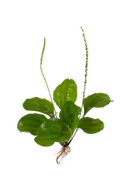 piantaggine maggiore (plantago major o erba del soldato) su sfondo bianco - plantain major herb greater foto e immagini stock