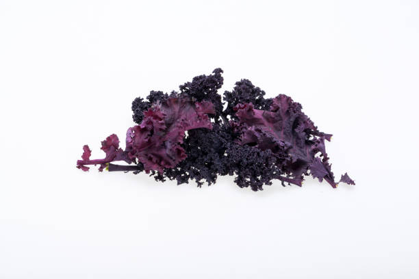 istock Freshly purple curly kale cabbage isolated on white background 1335023414