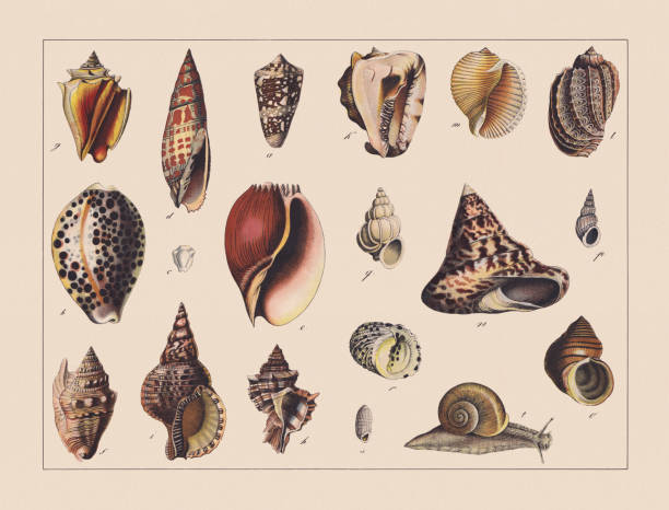 snails (gastropoda), hand-colored chromolithograph, published in 1882 - seashell illüstrasyonlar stock illustrations