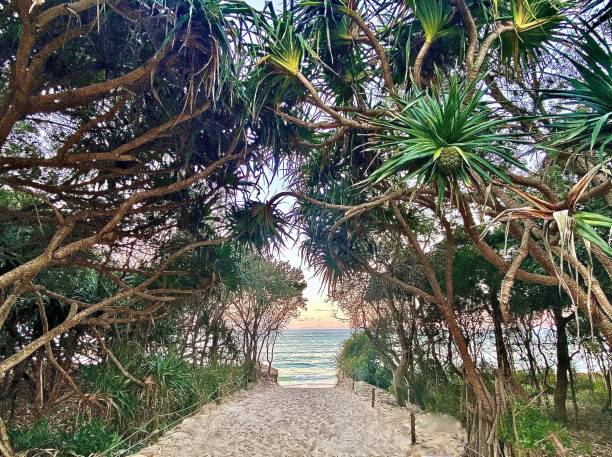 chemin de sable bordé d’arbres à beach paradise - byron bay tree summer sand photos et images de collection