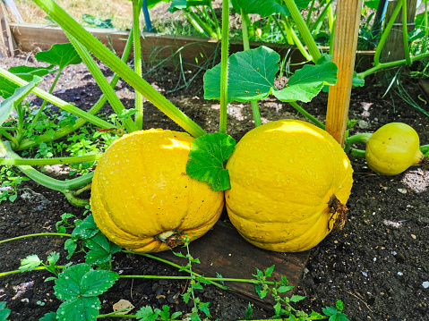 Pumpkin growing on the ground in raindrops on a Sunny day.