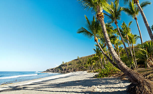 Landscape view of Grande Anse Beach in Reunion Island Scenic view of palm trees on Grande Anse beach, Reunion Island reunion stock pictures, royalty-free photos & images