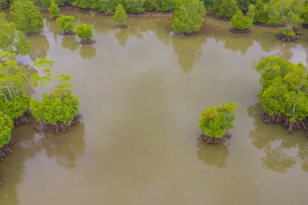 istock Degraded of mangrove forest and dead tree problems from climate change and open pond activity. 1335030986