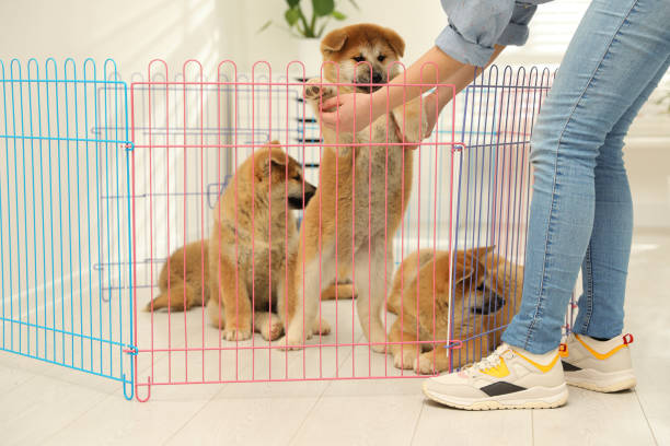 woman near playpen with akita inu puppies indoors. baby animals - babybox stockfoto's en -beelden