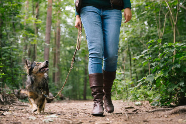 istock dog walk: small mixed-breed dog in the forest 1335031489