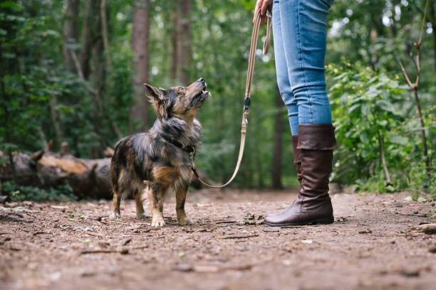 istock dog walk: small mixed-breed dog waits for order, looking up 1335031494