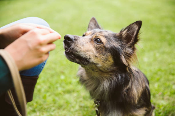 istock Dog walk: small mixed breed dog gets a treat 1335031517