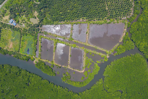 istock Degraded of mangrove forest and dead tree problems from climate change and open pond activity. 1335031716