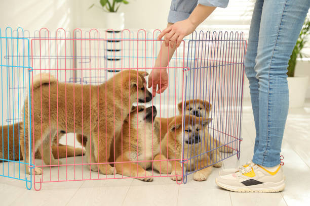 woman near playpen with akita inu puppies indoors. baby animals - babybox stockfoto's en -beelden