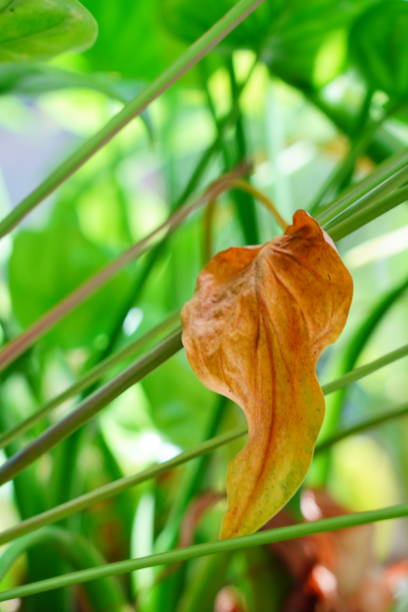 feuille brune d’alocasia cucullata - botany bright brown heart shape photos et images de collection