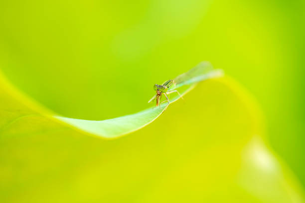 Lotus and damselfly, Lotus flower on the water