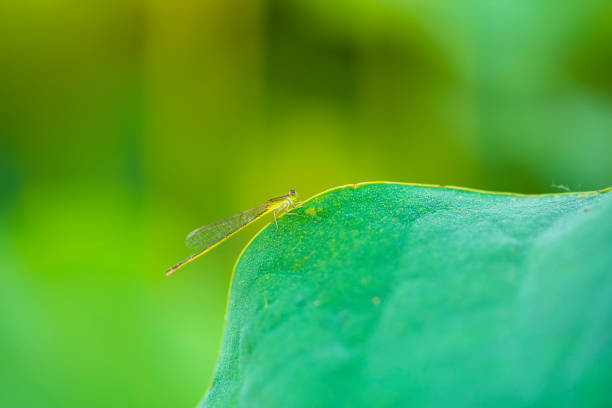 Lotus and damselfly, Lotus flower on the water