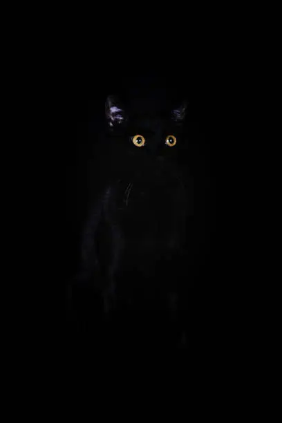 Portrait of a black cat with yellow eyes in a dark background.