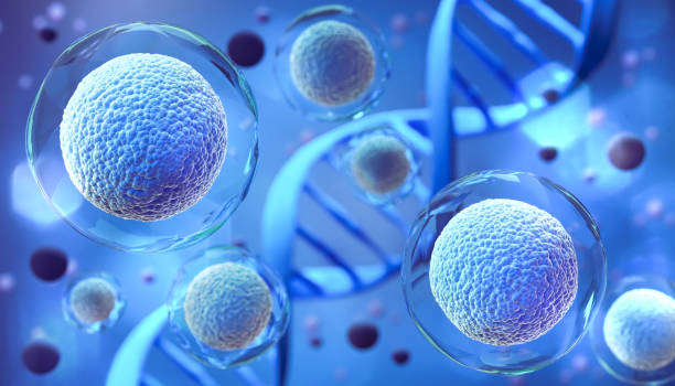 istock 3d rendering of Human cell or Embryonic stem cell 1335033345