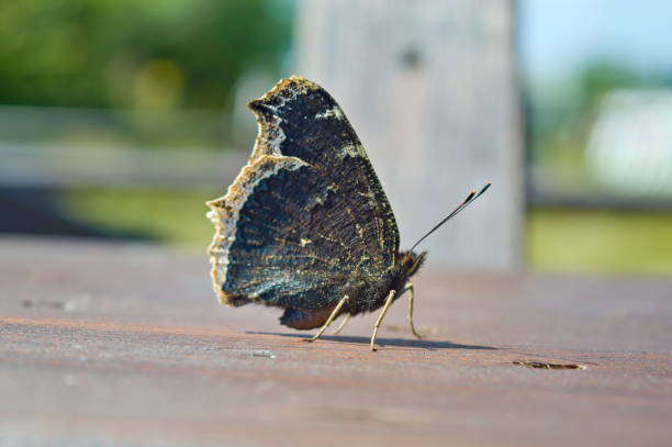 istock The mourning cloak butterfly 1335034981