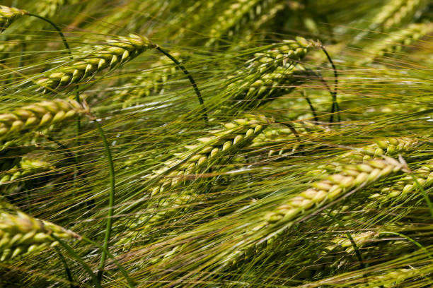 istock rye field with green unripe rye spikelets 1335035294
