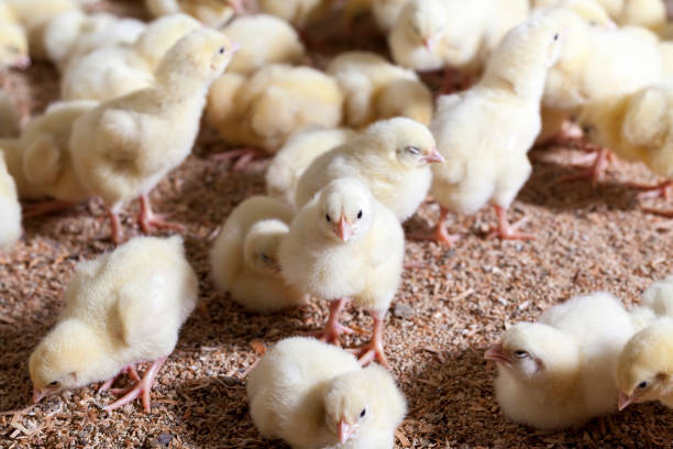 istock chicken chicks at a poultry farm, close up 1335035384
