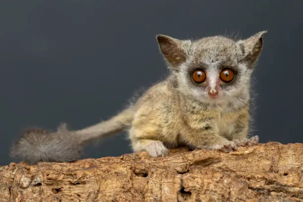 Bush baby, Galago, Nagapies