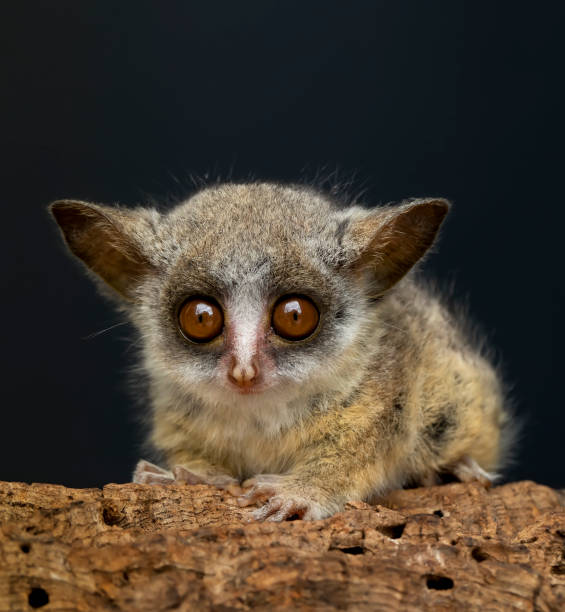 Bush Baby Stock Photos, Pictures & Royalty-Free Images - iStock