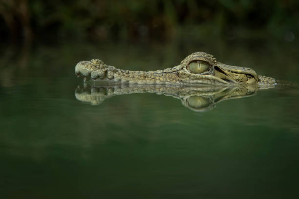 Lurking Saltwater crocodile crocodile photos stock pictures, royalty-free photos & images