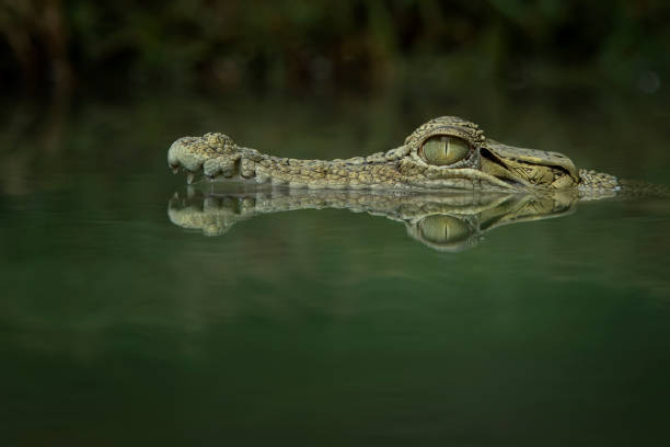 à espreita - crocodilo - fotografias e filmes do acervo