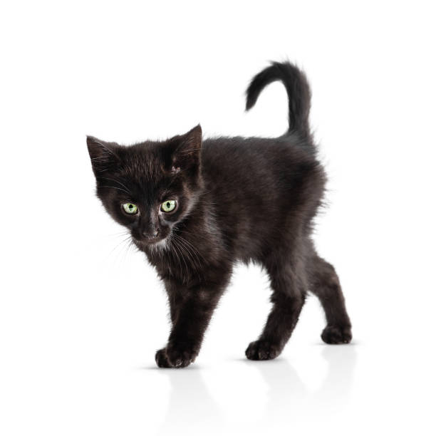 istock Small black kitten isolated on a white background. Age of the kitten 2 months 1335036348