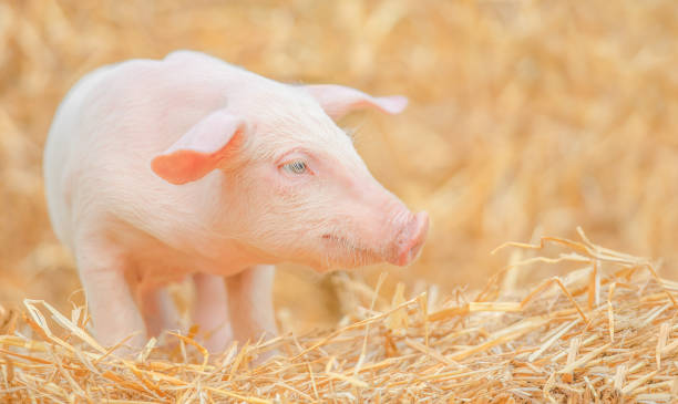 istock Newborn pig in the hay and straw. 1335036349