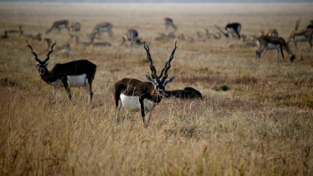 blackbuck-männchen grast im weiten grasland - hirschziegenantilope stock-fotos und bilder