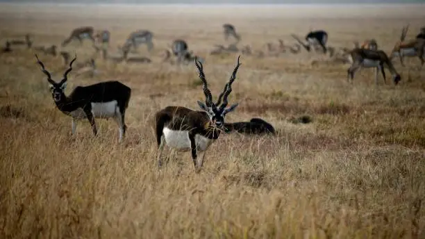 A young male BlackBuck eating grass. A herd of blackbucks out of which one is locking into the camera while grazing. The Black buck in the center is the main focus of the photograph