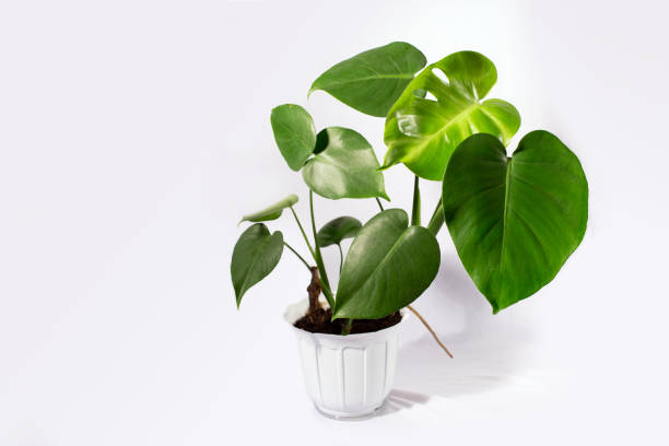 istock Beautiful monstera flower in a pot  on a white background. 1335036963