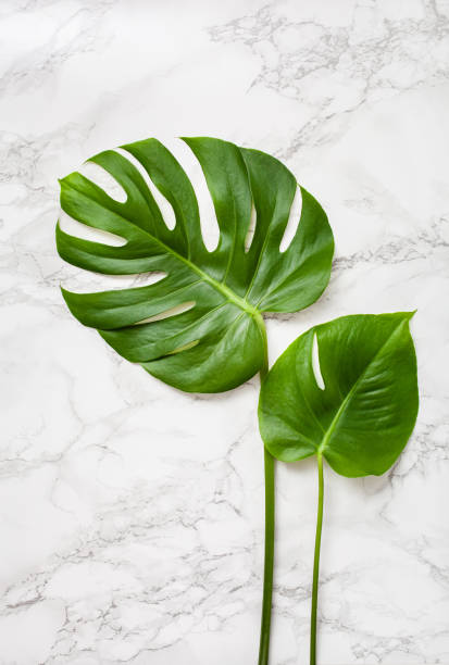 istock monstera leaf tropical plant on gray marble background 1335037746