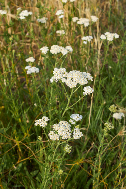istock Achillea millefolium in bloom 1335037926