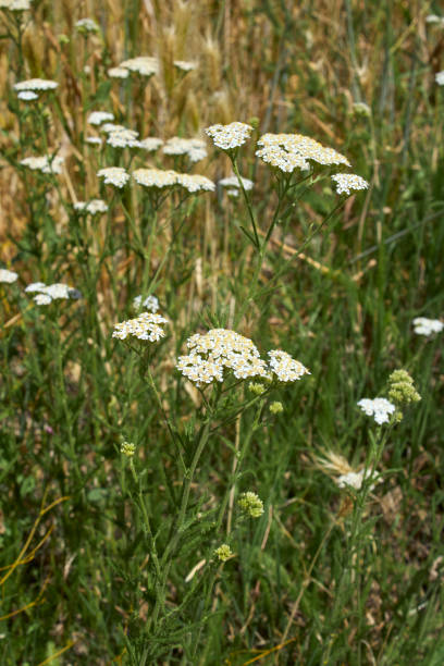 istock Achillea millefolium in bloom 1335037927