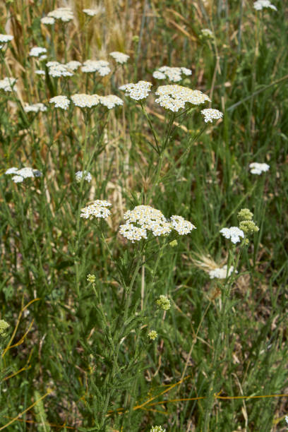 istock Achillea millefolium in bloom 1335037933