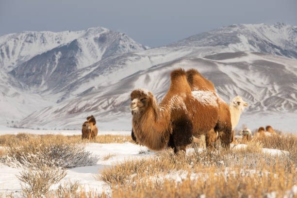 Beautiful furry camels against rocky mountains stock photo