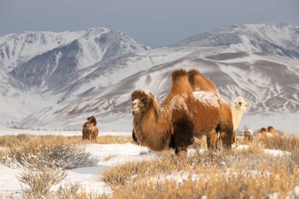 belos camelos peludos contra montanhas rochosas - bactrian camel - fotografias e filmes do acervo