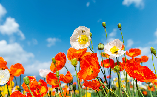Honey bees collect pollen from poppy flowers.