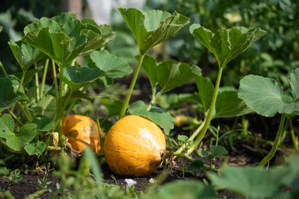 istock Small orange pumpkin growing on a farm 1335041802