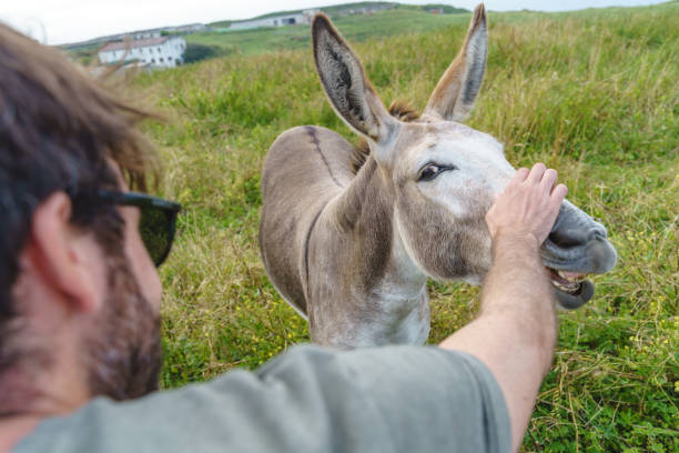 istock Unrecognizable person caressing donkey on countryside. 1335043869