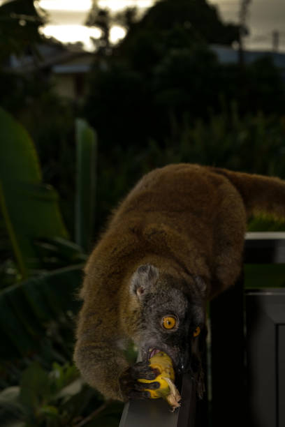 Maki lemurian of Mayotte