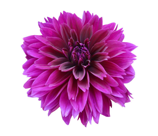 istock A chrysanthemum dahlia flower 1335046076