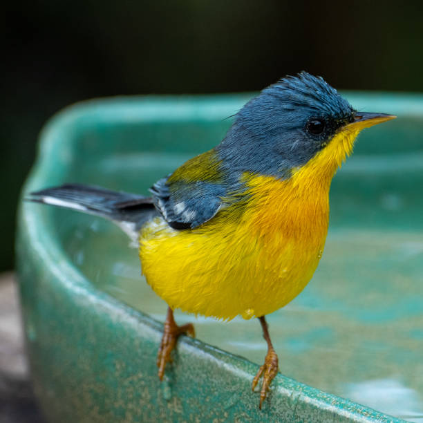 istock Tropical Parula is a small New World warbler. It is a small passerine bird. 1335046181